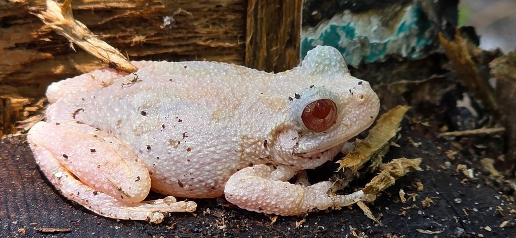 Cope's Gray Tree Frog reference