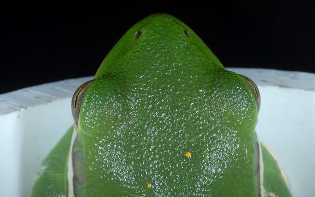 Green Treefrog reference