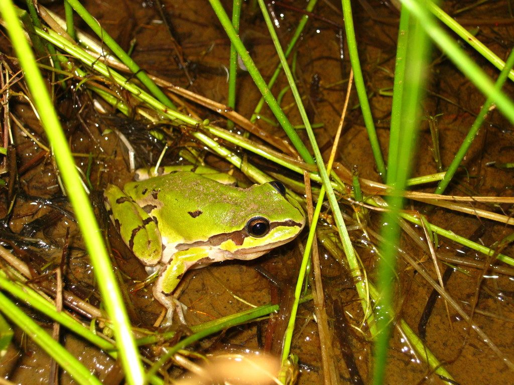 Mountain Tree Frog reference