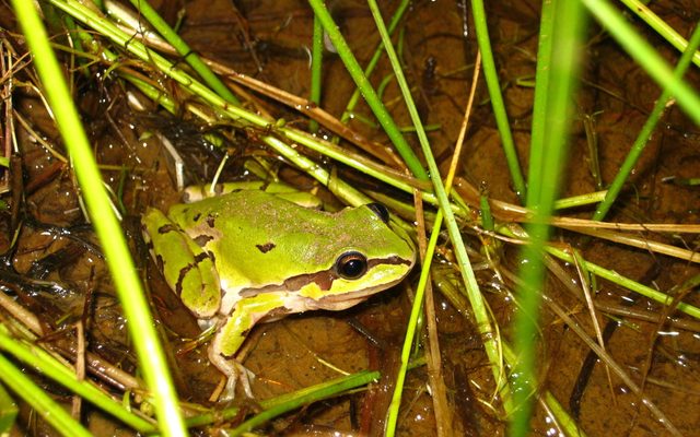 Mountain Treefrog reference