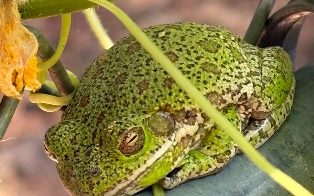 Barking Tree Frog reference