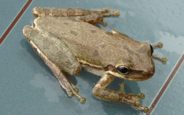 Squirrel Tree Frog reference