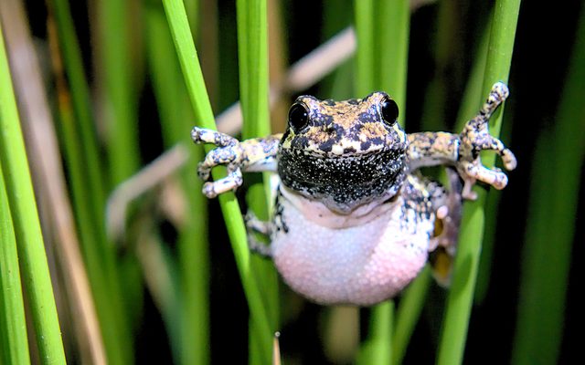 Gray Treefrog reference