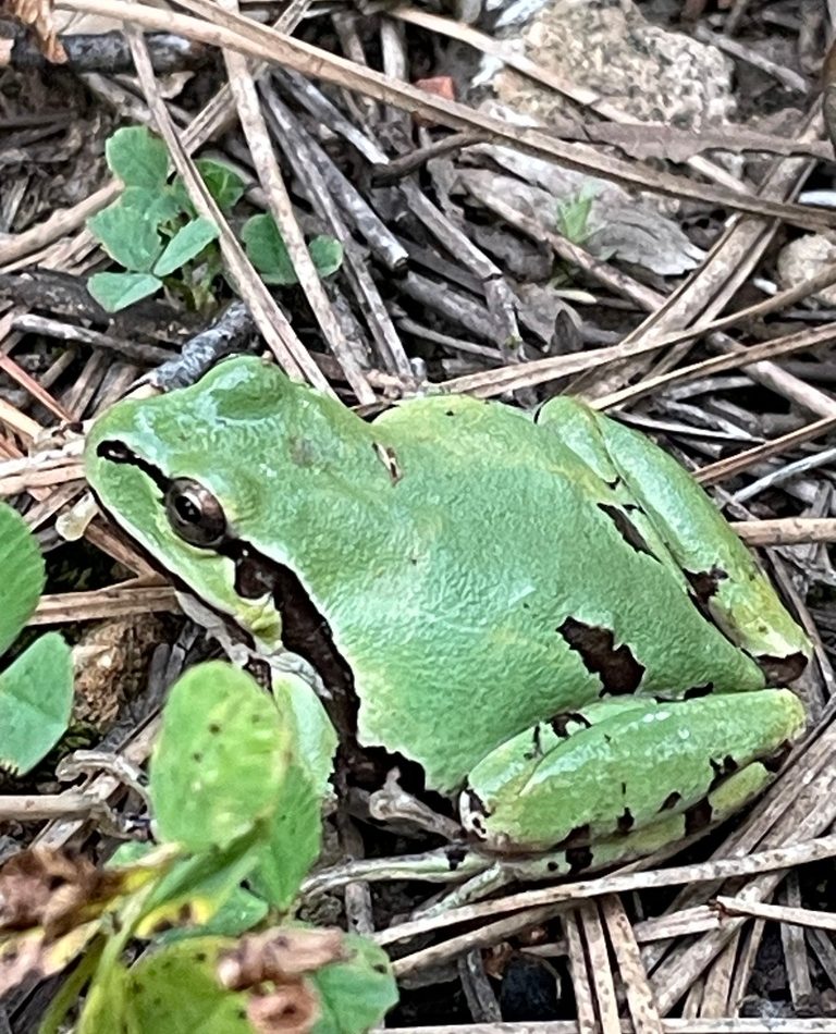 Arizona Treefrog reference