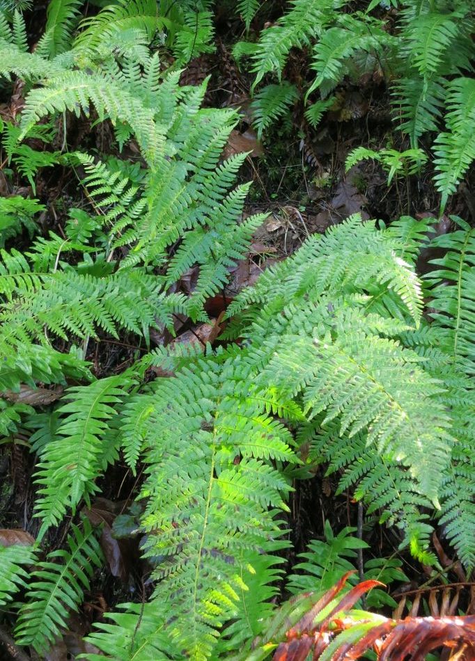 Coastal Wood Fern reference