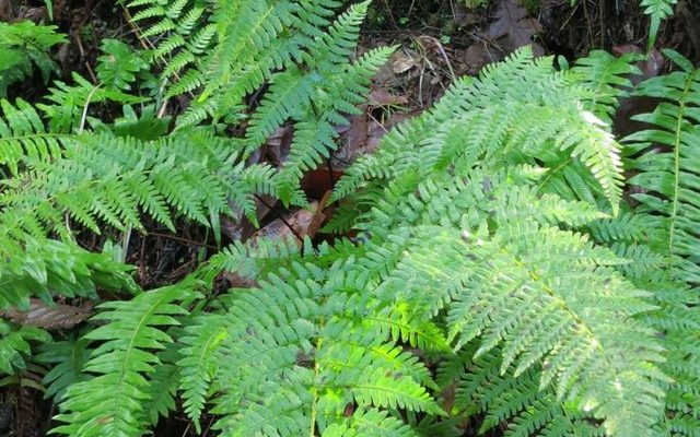 Coastal Wood Fern reference