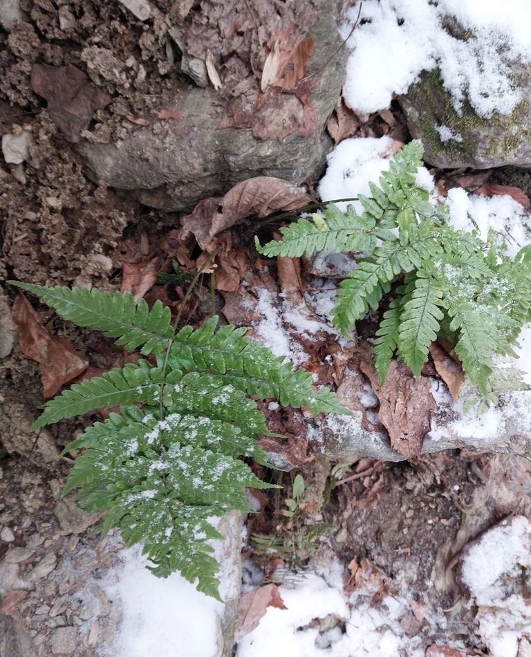autumn fern reference