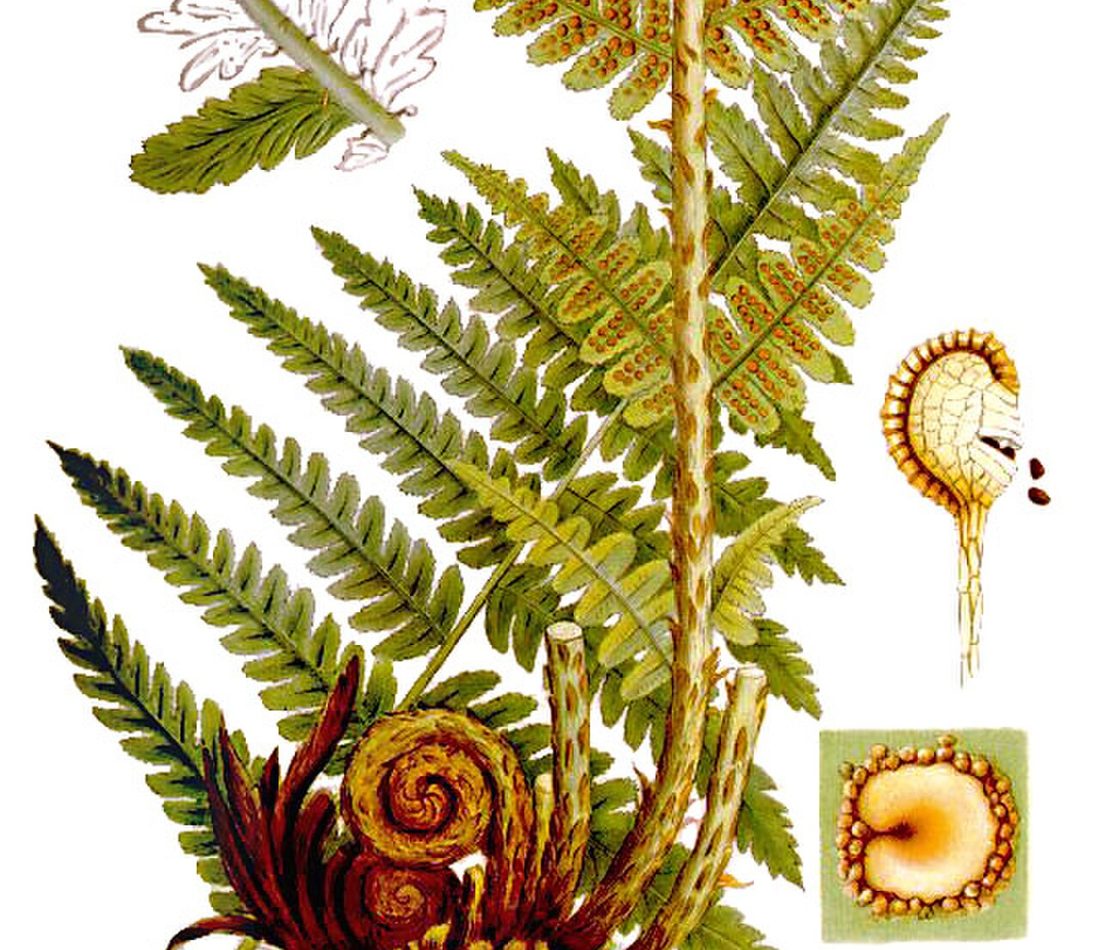 male fern reference