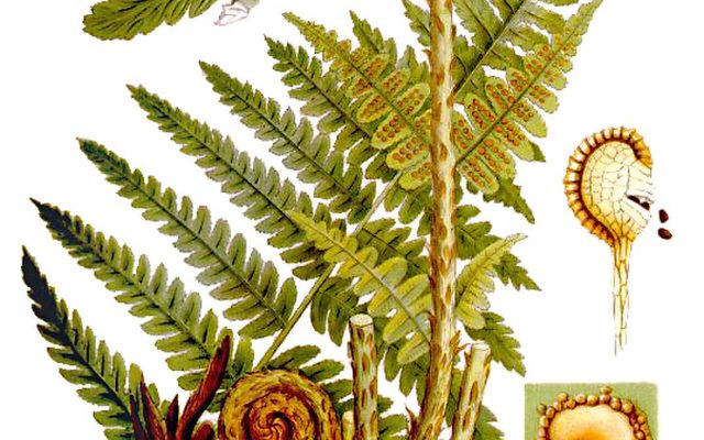 Male Fern reference