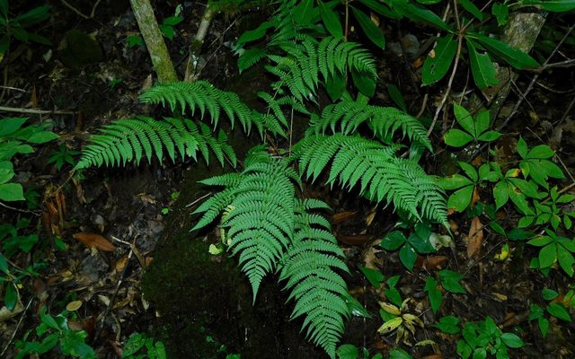 Marginal Wood Fern reference