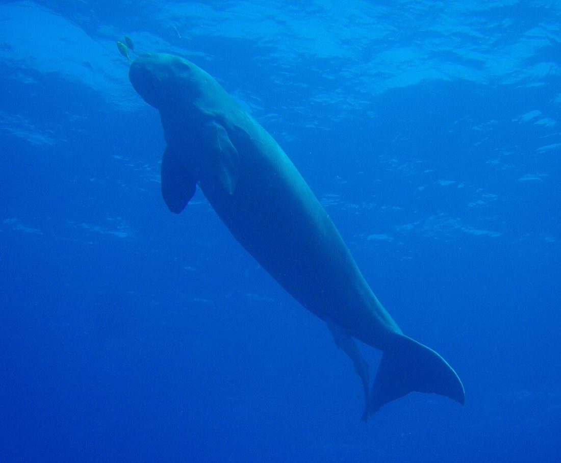 Dugong reference