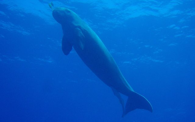 Dugong reference