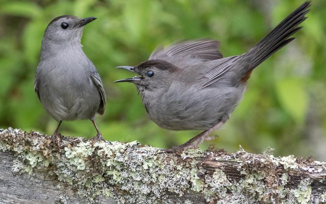 Gray Catbird reference