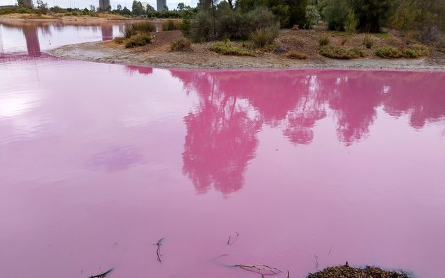 Pink Salt Alga reference