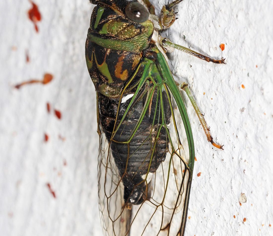 Cicada reference