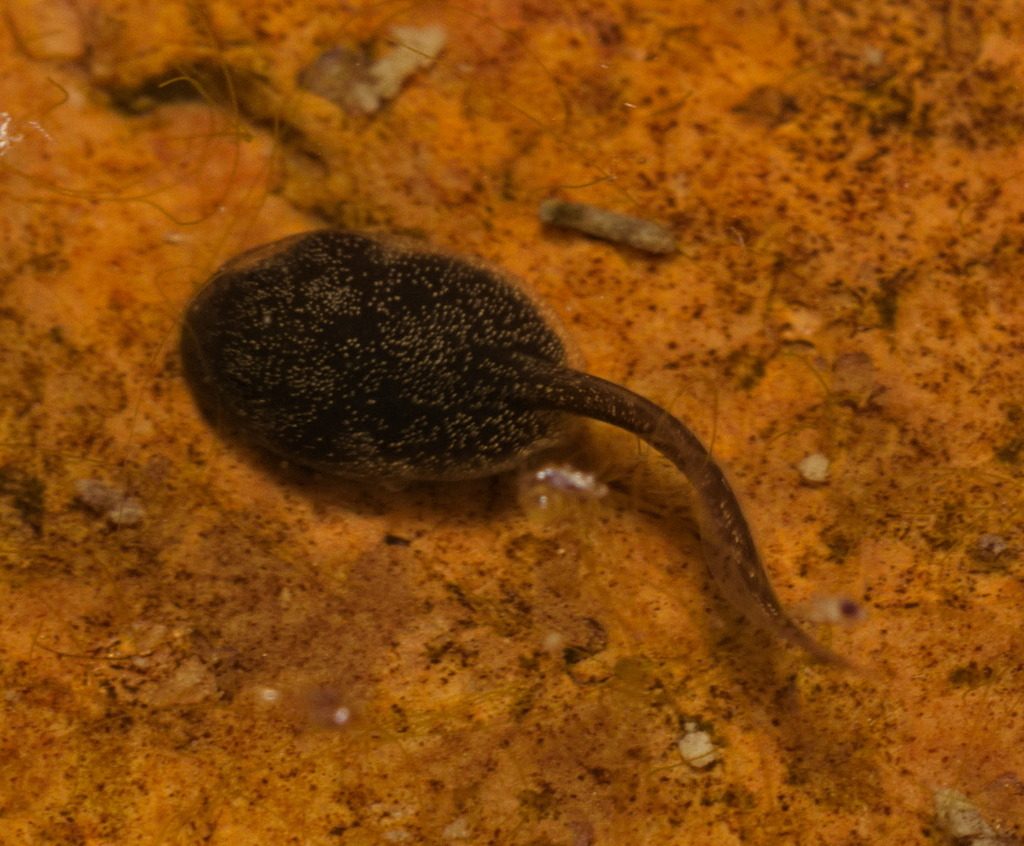 Asian Common Toad reference
