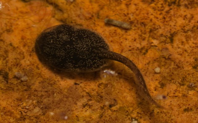 Common Asian Toad reference