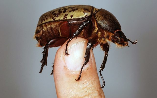 Eastern Hercules Beetle reference