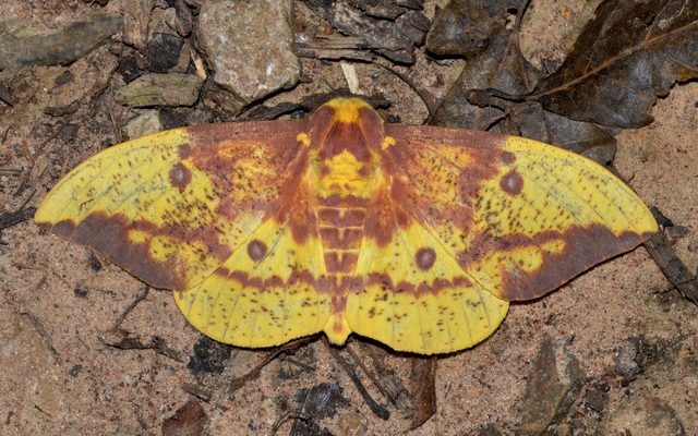 Imperial Moth reference
