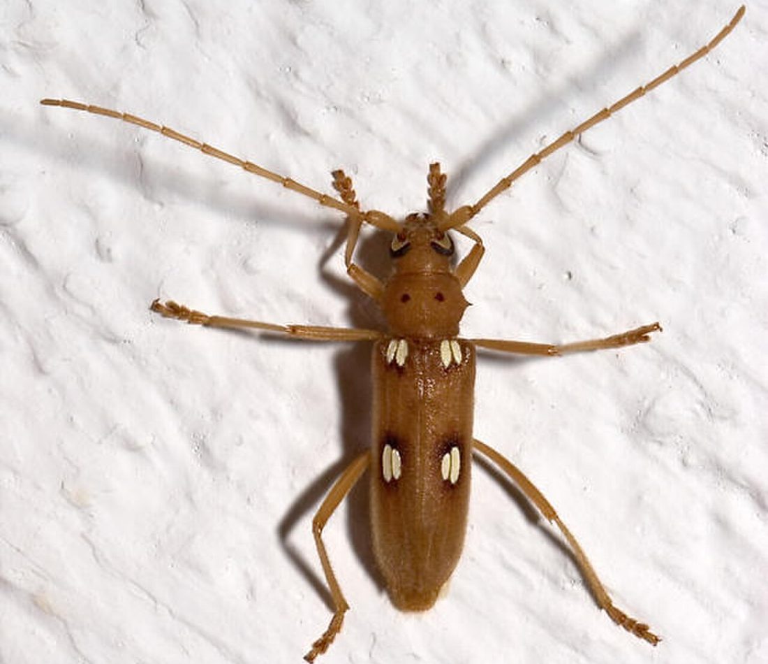 Eburia quadrigeminata reference