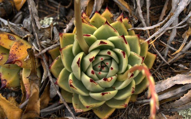 Molded Wax Agave reference