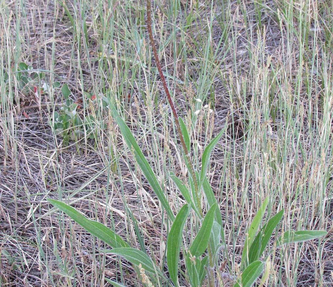 narrow-leaved purple coneflower reference