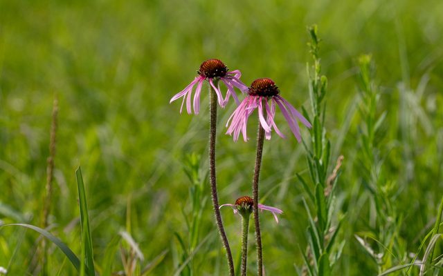 Pale Purple Coneflower reference