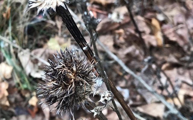 Purple Coneflower reference