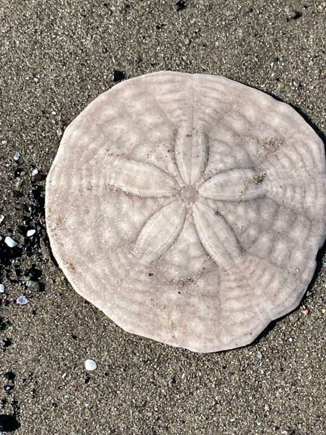 Common Sand Dollar reference