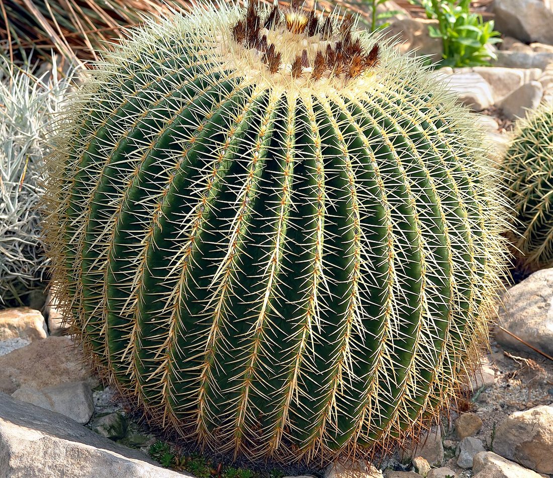 Echinocactus grusonii reference