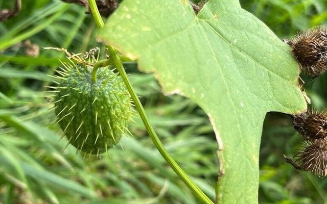 Wild Cucumber reference