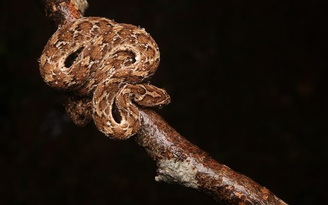 Saw-scaled Viper reference