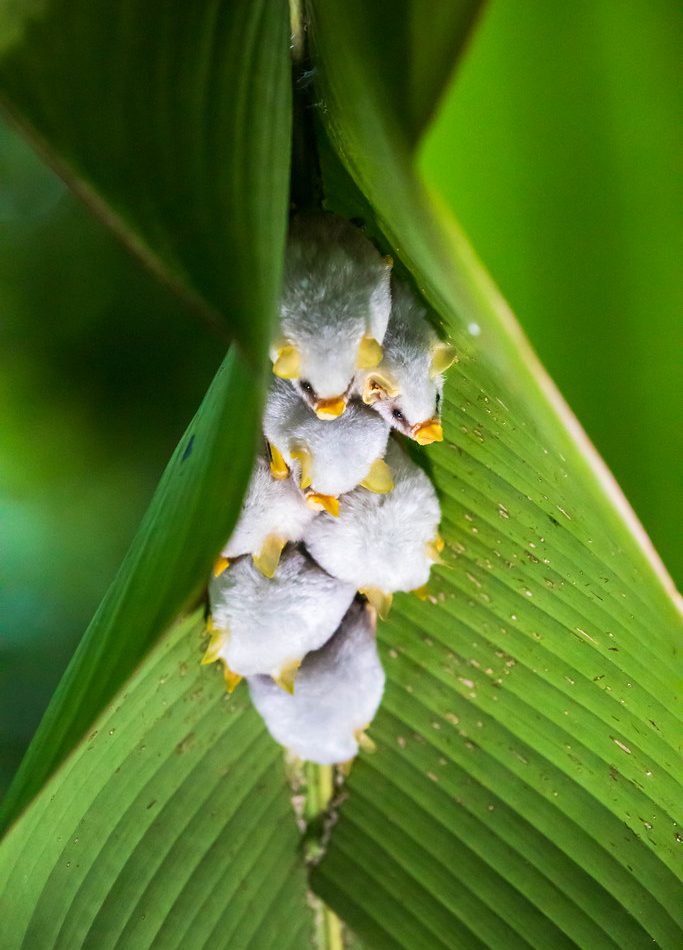 Honduran White Bat reference
