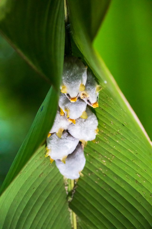 Honduran White Bat reference