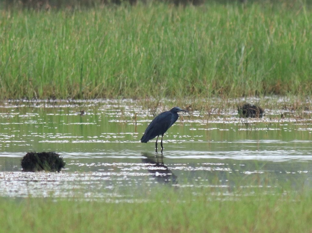 Black Heron reference