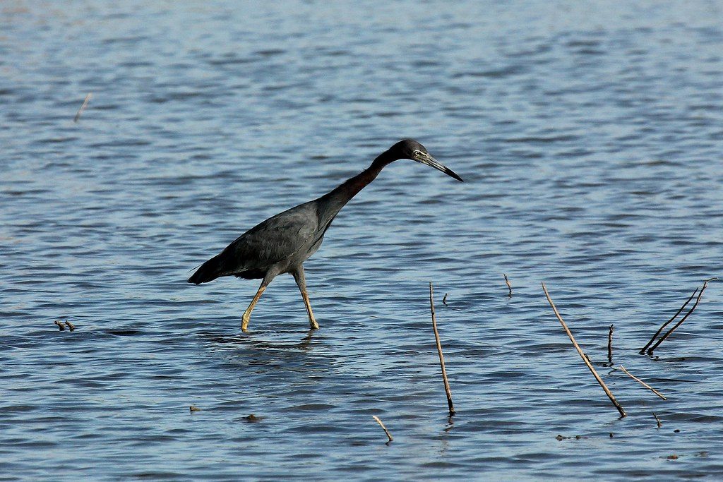 Egretta caerulea reference