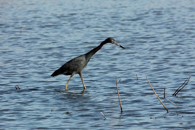 Little Blue Heron reference