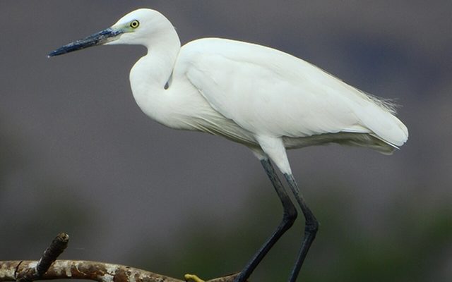 Little Egret reference