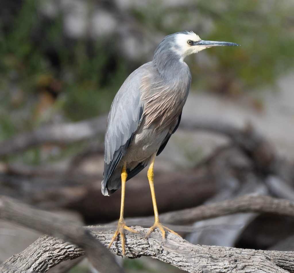 White-faced Heron reference