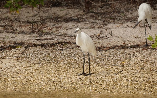 Reddish Egret reference