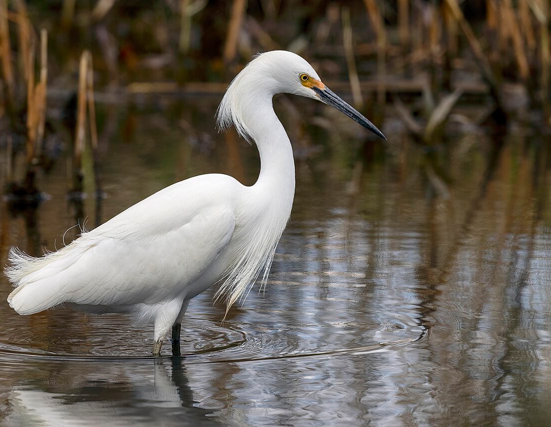 Egretta thula reference