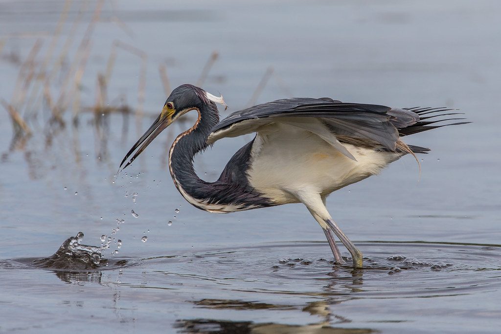 Tricolored Heron reference