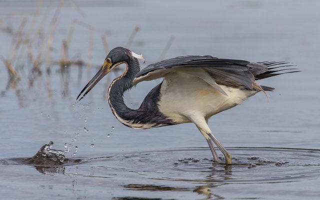 Tricolored Heron reference
