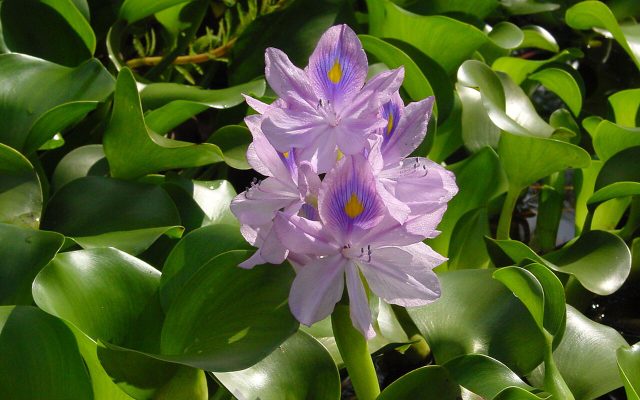 Water Hyacinth reference