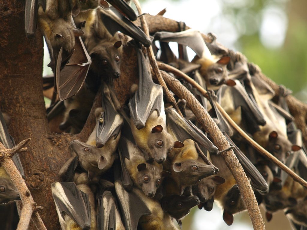 Straw-coloured Fruit Bat reference