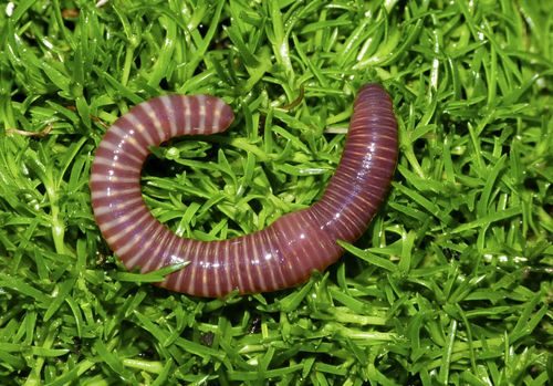 Red Wiggler reference