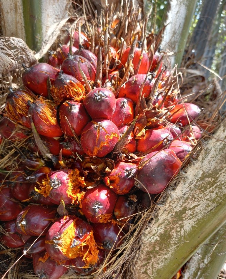 Oil Palm reference