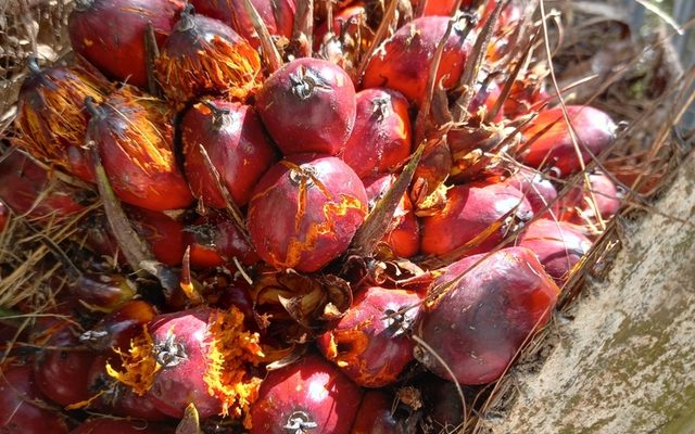 African Oil Palm reference