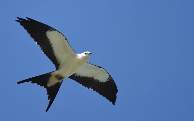 Swallow-tailed Kite reference