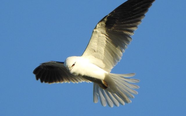 Black-shouldered Kite reference